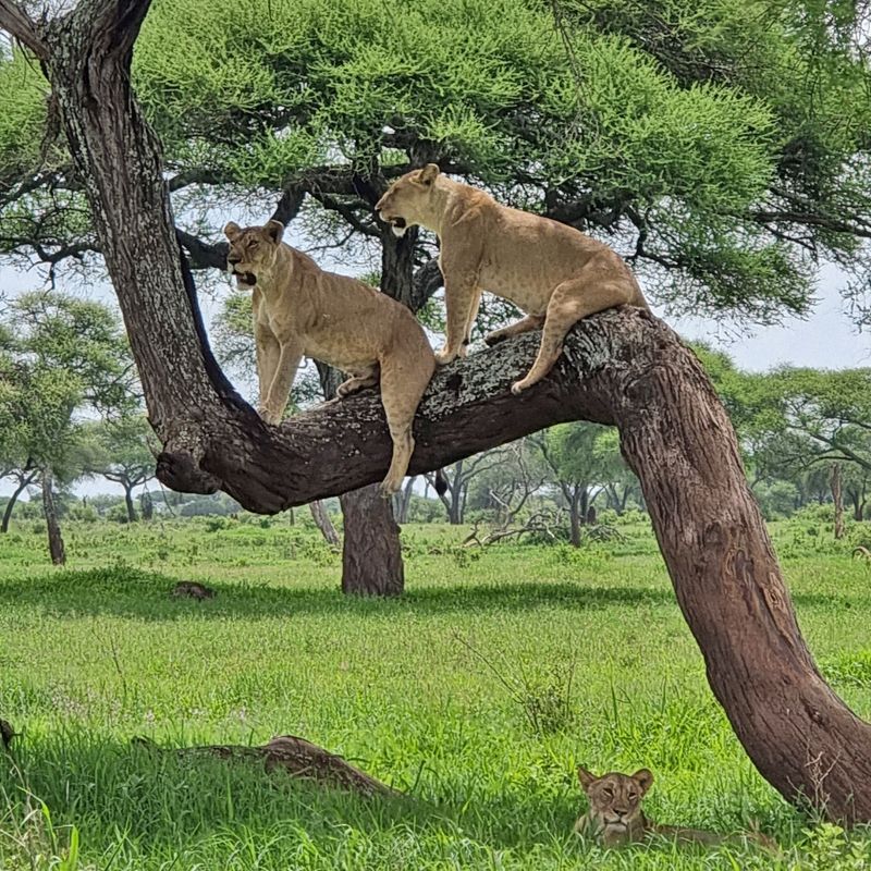 Discover the breathtaking natural diversity of Tanzania with Inspiration Africa. From vast savannahs teeming with wildlife to dramatic volcanic landscapes, Tanzania offers some of Africa’s most iconic safari experiences. We specialize in designing bespoke, tailor-made journeys that combine extraordinary perspectives with Africa’s most remarkable destinations, delivering immersive wildlife encounters and unforgettable nature-driven adventures.