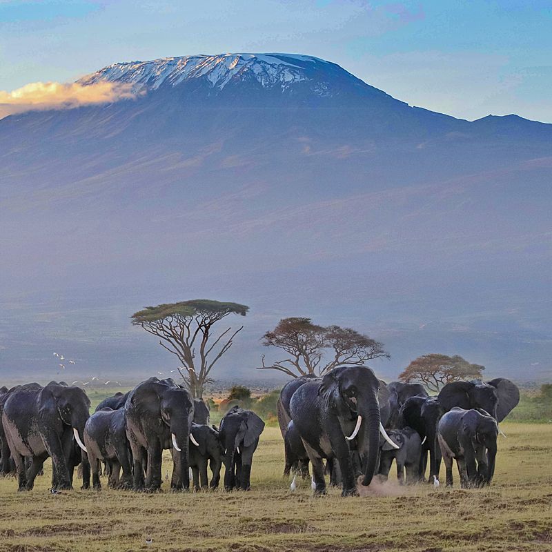 A herd of elephants wanders across the open plains of Tanzania with the majestic silhouette of Mount Kilimanjaro rising in the background, creating one of Africa’s most iconic and breathtaking wildlife scenes. The contrast between the gentle giants and the snowcapped peak of Africa’s highest mountain captures the extraordinary beauty and scale of East Africa’s natural landscapes. Surrounded by golden grasslands and endless skies, this unforgettable moment reflects the wild spirit of Tanzania, where remarkable wildlife and world-famous scenery come together in perfect harmony.
Inspiration Africa specializes in bespoke, tailor-made journeys across Tanzania and the African continent, creating immersive travel experiences that connect travelers with extraordinary wildlife, iconic landscapes, and authentic cultural encounters. From unforgettable safaris beneath Mount Kilimanjaro to expertly crafted adventures throughout Africa, every itinerary is carefully curated to showcase the beauty, diversity, and spirit of the continent.