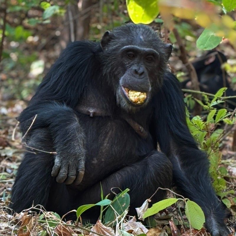 Witness a charming wildlife moment in the iconic forests of Gombe Stream National Park in Tanzania. This photo shows a chimpanzee enjoying a ripe fruit, its focused expression and gentle posture revealing the intelligence and curiosity of this remarkable primate. Surrounded by lush green foliage, the scene highlights the vibrant ecosystem of one of Africa’s most celebrated chimpanzee habitats. Inspiration Africa specializes in tailor-made journeys that bring you closer to unforgettable wildlife encounters and the pristine landscapes they inhabit. Let us design your personalized, conservation-focused adventure into the heart of Tanzania’s chimpanzee-rich forests.