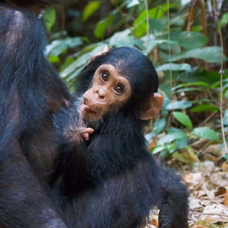 Gaze upon the playful innocence of a baby chimpanzee in Tanzania’s iconic Gombe Stream National Park. This intimate wildlife image captures the young chimp’s expressive eyes and tender features, set against the forested slopes overlooking Lake Tanganyika. Renowned for Jane Goodall’s groundbreaking research, Gombe offers a deeply meaningful connection to the lives of wild chimpanzees. Encountering these endangered primates in their natural habitat is a rare and emotional experience. Inspiration Africa specializes in designing bespoke, tailor-made journeys that include responsible chimpanzee trekking and immersive wildlife adventures across Africa’s most extraordinary destinations.