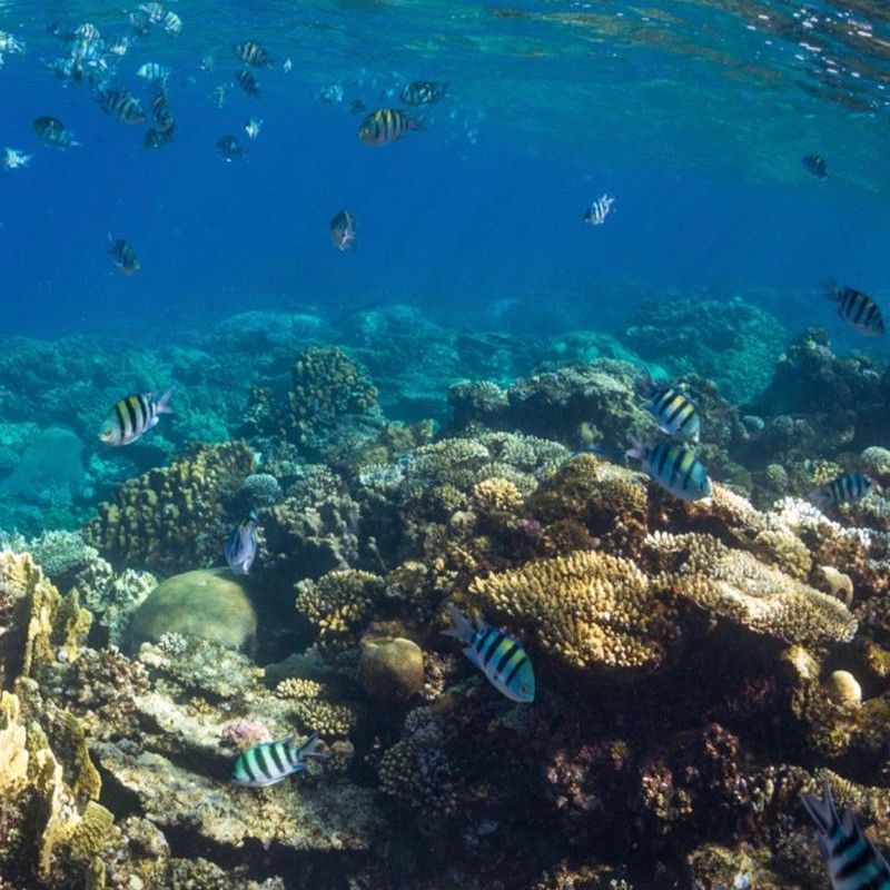 A snorkeler glides through the beautiful turquoise waters off Zanzibar, Tanzania, surrounded by a vibrant array of tropical fish in this stunning underwater travel photograph. Schools of colorful fish weave among coral formations, creating a dynamic and lively scene that highlights the rich biodiversity of Zanzibar’s reefs. The island is renowned for its clear waters, warm currents, and exceptional snorkeling opportunities, offering unforgettable close encounters with marine life. Ideal for snorkelers, marine enthusiasts, and underwater photographers, this scene captures the beauty, energy, and serenity of Zanzibar’s Indian Ocean ecosystems. Inspiration Africa specializes in bespoke, tailor-made journeys to Zanzibar and across Africa, crafting immersive marine adventures and extraordinary underwater wildlife experiences in exceptional coastal destinations.
