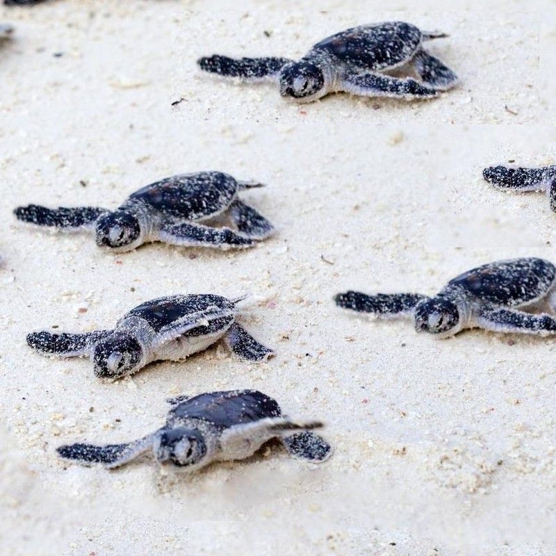 A group of baby sea turtles crossing the sandy beach of Mnemba Island in Zanzibar, Tanzania, is captured in this evocative travel photograph, taken during a guided turtle watching experience. The tiny hatchlings move together toward the Indian Ocean, leaving delicate trails in the sand as soft natural light illuminates the shoreline. The turquoise waters and pristine beach create a serene backdrop, highlighting the island’s unspoiled coastal beauty and important marine conservation efforts. The scene conveys a sense of wonder, vulnerability, and connection with nature in one of Zanzibar’s most exclusive island settings. Inspiration Africa curates bespoke, tailor-made journeys to Tanzania and across Africa, combining luxury island stays with meaningful wildlife and conservation-focused experiences.
