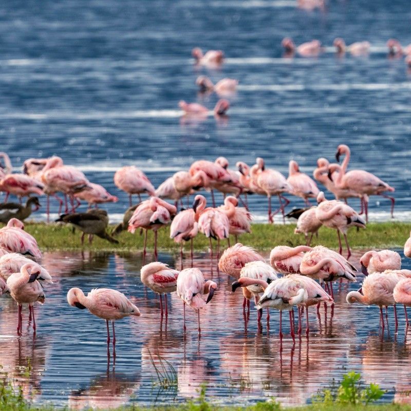 A graceful flock of flamingos gathers along a soda lake in Tanzania’s Ngorongoro Crater, captured in this stunning wildlife travel photograph. Their soft pink plumage contrasts beautifully with the reflective waters and dramatic volcanic caldera backdrop, highlighting one of Africa’s most unique ecosystems. The Ngorongoro Crater, a UNESCO World Heritage Site, is renowned for its extraordinary wildlife density, scenic beauty, and rich birdlife, including thousands of flamingos. Ideal for nature lovers, birding enthusiasts, and photographers, this scene reflects the harmony, color, and biodiversity of Tanzania’s iconic safari destination. Inspiration Africa specializes in bespoke, tailor-made safaris to Tanzania and across Africa, creating authentic wildlife journeys that showcase Africa’s most extraordinary natural landscapes and encounters.