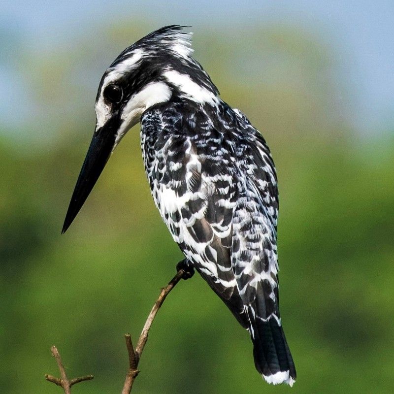 Discover a striking wildlife moment in Tanzania’s vast Nyerere National Park with this captivating photo of a black-and-white bird perched amid the park’s rich savanna and wetland habitats. Its contrasting plumage stands out beautifully against the natural landscape, highlighting the incredible diversity of birdlife in one of East Africa’s most pristine ecosystems. Soft natural light accentuates the bird’s delicate features, capturing the elegance of this remarkable species. Inspiration Africa designs tailor-made journeys that immerse you in unforgettable wildlife encounters and breathtaking landscapes. Let us craft your personalized, conservation-focused adventure to explore the extraordinary birds and natural beauty of Nyerere National Park.