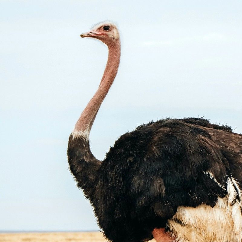 Experience the unique wildlife of Tanzania with this captivating image of an ostrich in the Serengeti. The photo captures the bird standing tall on the vast savannah, highlighting its striking plumage, long legs, and distinctive presence against the open grasslands. This scene reflects the Serengeti’s iconic landscapes and its incredible biodiversity, where ostriches roam alongside other remarkable wildlife in one of Africa’s most celebrated national parks.
Inspiration Africa crafts tailor-made journeys to Tanzania, offering travellers the opportunity to observe ostriches and other extraordinary wildlife in their natural habitat, explore the sweeping plains of the Serengeti, and immerse themselves in the timeless beauty and wildlife-rich landscapes of this extraordinary African destination.
