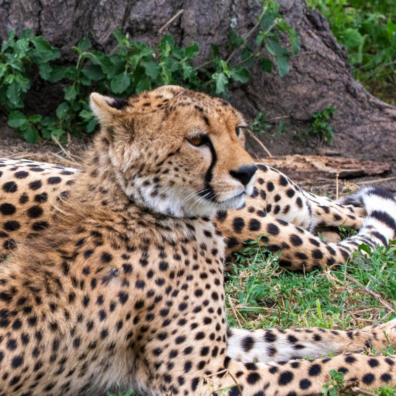 Experience the untamed beauty of the Serengeti, Tanzania, with this striking image of two cheetahs resting quietly in the bush. Their sleek forms blend seamlessly into the golden grasses, capturing a rare and intimate moment of stillness in the wild. The scene highlights the elegance and elusive nature of these remarkable predators, offering a glimpse into the rhythm of life on the African savannah, where patience and awareness define survival.
Inspiration Africa specializes in tailor-made journeys that bring you closer to Africa’s most extraordinary wildlife encounters. Let us design your personalized safari to explore the Serengeti’s vast plains, witness iconic species in their natural habitat, and experience the quiet magic of observing these graceful animals in the wild.