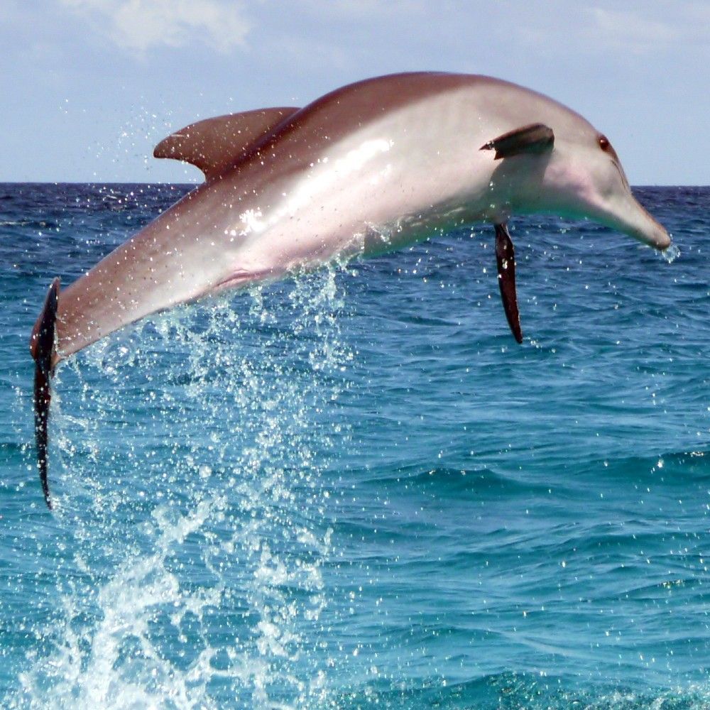 A dolphin leaps gracefully out of the turquoise waters off the coast of Zanzibar, Tanzania, captured in this dynamic marine wildlife travel photograph. The splash of water and the dolphin’s sleek form against the sparkling ocean highlight the energy, agility, and playful nature of these remarkable creatures. Zanzibar’s pristine Indian Ocean waters are renowned for abundant marine life, including dolphins, whales, and vibrant coral reefs, offering unforgettable wildlife encounters. Ideal for nature lovers, photographers, and adventure travelers, this scene captures the thrill, beauty, and serenity of coastal Tanzania. Inspiration Africa specializes in bespoke, tailor-made journeys to Zanzibar and across Africa, crafting authentic marine experiences that showcase extraordinary wildlife and unforgettable ocean adventures.