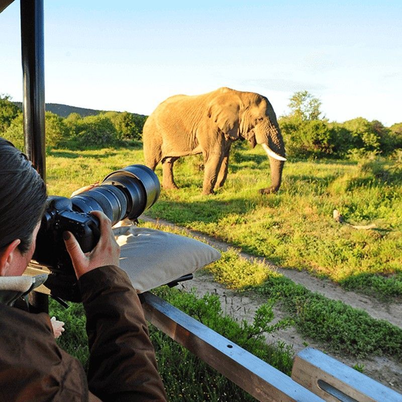 Viewing of an elephant in the Serengeti National Park during a photographic safari