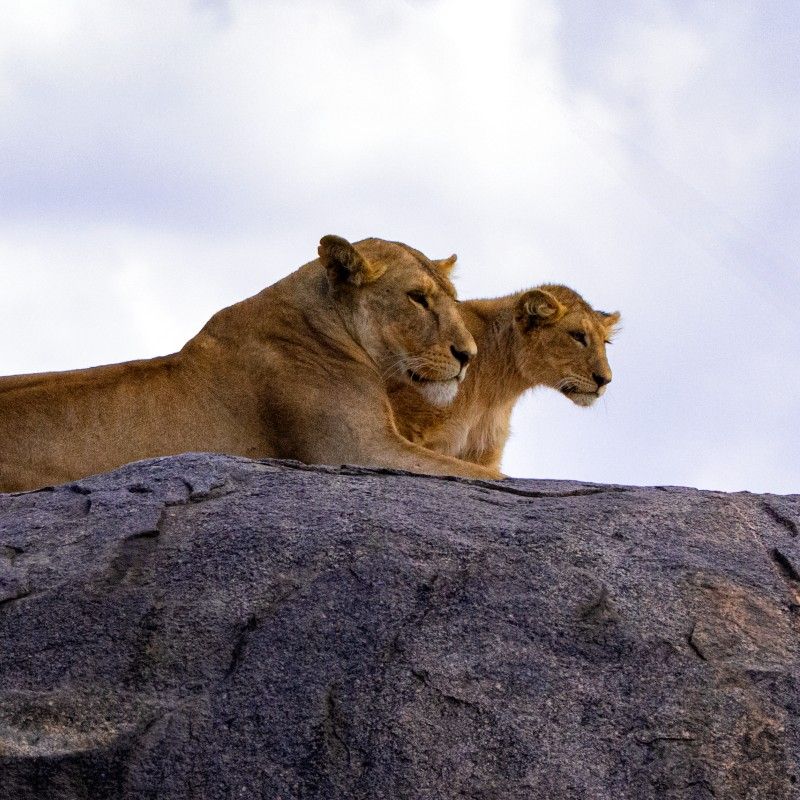 A powerful safari scene is captured in this iconic travel photograph of lions resting on a rocky kopje in Serengeti National Park, Tanzania. Perched atop the sun-warmed rocks, the lions survey the vast plains stretching endlessly around them, embodying strength, confidence, and dominance. The rugged kopje contrasts with the sweeping savanna below, while the soft light enhances the textures of stone, grass, and golden fur. The image conveys timeless wilderness and raw beauty, showcasing the Serengeti as one of Africa’s greatest wildlife arenas and a true stronghold of the big cats. Inspiration Africa specializes in bespoke, tailor-made journeys to Tanzania and across Africa, crafting unforgettable safari experiences in extraordinary landscapes.
