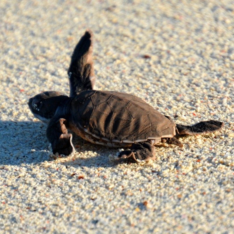 A baby sea turtle making its way across the sandy beach of Mafia Island, Tanzania, toward the Indian Ocean is captured in this intimate travel photograph, taken during a guided turtle watching experience. The tiny hatchling leaves delicate tracks in the sand as soft natural light illuminates the shoreline and gentle waves beyond. The pristine beach and turquoise waters create a serene backdrop, highlighting Mafia Island’s important marine conservation efforts and unspoiled coastal beauty. The scene conveys vulnerability, hope, and connection with nature in one of Tanzania’s most remarkable island destinations. Inspiration Africa curates bespoke, tailor-made journeys to Tanzania and across Africa, combining meaningful wildlife encounters with immersive island and conservation-focused experiences.