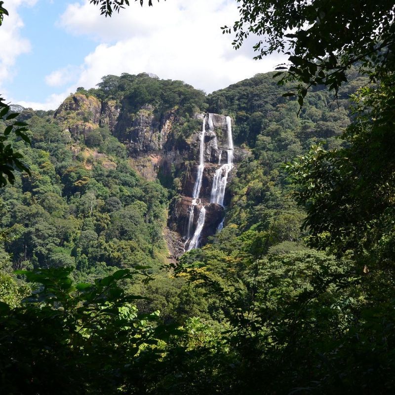 The lush rainforest zone of Mount Kilimanjaro is filled with dense green vegetation, towering trees, and mist-covered landscapes that showcase the rich biodiversity of Tanzania’s most iconic mountain. Sunlight filters through the tropical forest canopy while vibrant plant life, moss-covered paths, and fresh mountain air create a peaceful and immersive natural environment along the lower slopes of Kilimanjaro. This fertile rainforest ecosystem offers travelers a striking contrast to the icy summit above and highlights the mountain’s extraordinary range of climates and scenery. Inspiration Africa specializes in bespoke, tailor-made journeys across Tanzania and the African continent, creating immersive travel experiences that connect travelers with Africa’s most breathtaking landscapes, wildlife, and cultural destinations. From Kilimanjaro trekking adventures to unforgettable safari experiences, every journey is carefully designed to inspire discovery and meaningful connection.