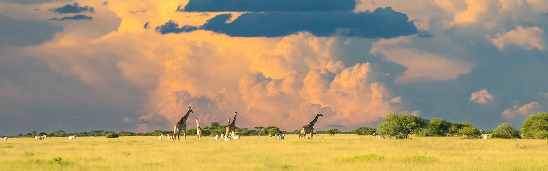 Giraffes graze across the golden grasslands of Serengeti National Park, Tanzania, beneath a dramatic sky filled with clouds. This iconic landscape is part of one of Africa’s most celebrated ecosystems, home to abundant wildlife and the annual Great Migration. With Inspiration Africa, travelers can experience the Serengeti on customized safaris led by expert guides, staying in carefully selected camps and lodges. From game drives to cultural encounters, we craft journeys that bring you closer to Tanzania’s natural beauty and wildlife heritage. Let Inspiration Africa design your unforgettable safari through the Serengeti and other remarkable regions of East Africa.