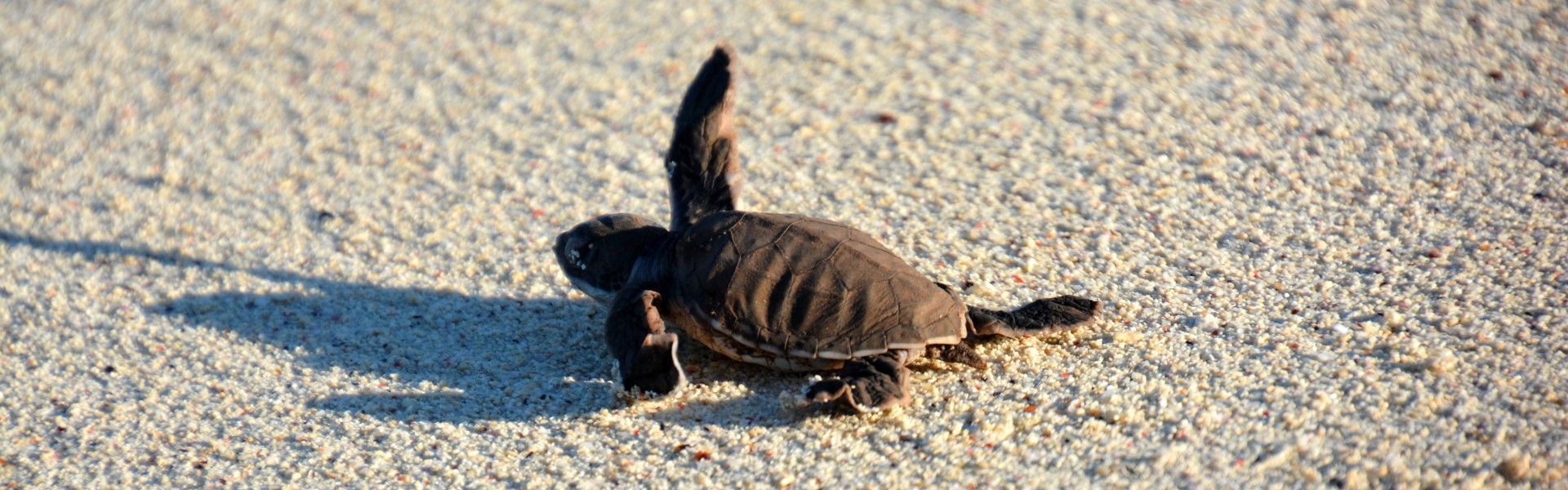 Certainly — here’s a polished, SEO-friendly alt text in the same style:
A baby sea turtle making its way across the sandy beach of Mafia Island, Tanzania, toward the Indian Ocean is captured in this intimate travel photograph, taken during a guided turtle watching experience. The tiny hatchling leaves delicate tracks in the sand as soft natural light illuminates the shoreline and gentle waves beyond. The pristine beach and turquoise waters create a serene backdrop, highlighting Mafia Island’s important marine conservation efforts and unspoiled coastal beauty. The scene conveys vulnerability, hope, and connection with nature in one of Tanzania’s most remarkable island destinations. Inspiration Africa curates bespoke, tailor-made journeys to Tanzania and across Africa, combining meaningful wildlife encounters with immersive island and conservation-focused experiences.