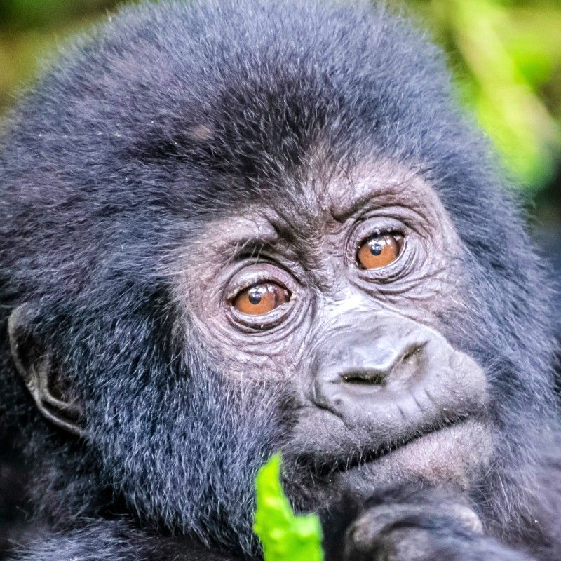 A portrait of a baby mountain gorilla captures the gentle curiosity and playful spirit of one of Uganda’s most extraordinary wildlife treasures. Surrounded by the lush rainforest vegetation of East Africa’s ancient mountain forests, the young gorilla’s expressive eyes and delicate features create a powerful connection to the natural beauty and biodiversity of Uganda. Observing mountain gorillas in their natural habitat is a truly unforgettable experience, offering travelers a rare opportunity to witness these endangered primates up close while supporting important conservation efforts. Inspiration Africa specializes in bespoke, tailor-made journeys across Uganda and the African continent, creating immersive travel experiences that combine exceptional wildlife encounters, breathtaking landscapes, and authentic cultural discovery. From gorilla trekking adventures to exclusive safari experiences, every itinerary is carefully curated to inspire meaningful and unforgettable African journeys.