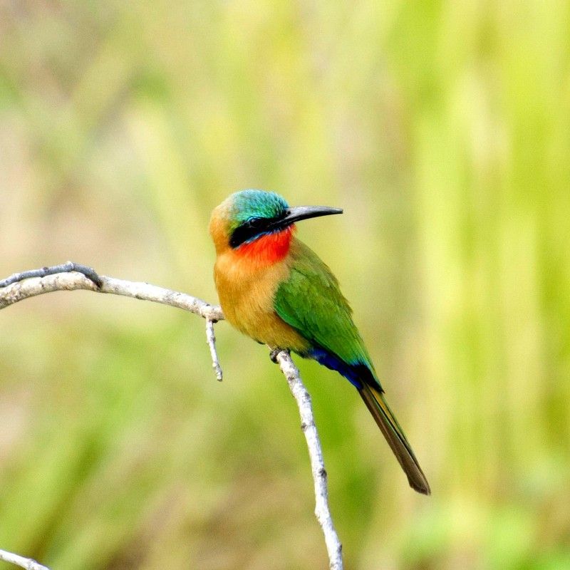 Gaze upon the vivid beauty of a colorful bird in Uganda’s Murchison Falls National Park, captured in this striking wildlife photograph. Brilliant shades of green, blue, and red illuminate its feathers, creating a dazzling contrast against the natural savannah and riverine landscapes of the park. Renowned for its exceptional birdlife and diverse ecosystems, Murchison Falls is a paradise for birdwatchers and nature lovers alike. Observing such vibrant species in their natural habitat is a truly rewarding experience. Inspiration Africa specializes in designing bespoke, tailor-made journeys that combine wildlife encounters with extraordinary travel experiences across Africa’s most remarkable destinations.
