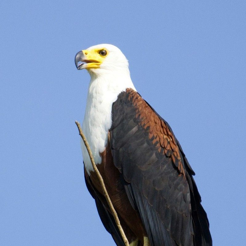 Experience the majesty of Uganda’s wildlife with this striking image of a fish eagle in Murchison Falls National Park. The photo captures the bird perched prominently, showcasing its distinctive white head, sharp beak, and keen gaze, symbolizing strength and elegance. Set against the park’s lush riverside landscapes, the scene highlights both the bird’s commanding presence and the rich biodiversity of one of Uganda’s most iconic natural reserves.
Inspiration Africa crafts tailor-made journeys to Uganda, offering travellers the opportunity to observe fish eagles and other remarkable wildlife, explore the dramatic scenery of Murchison Falls, and immerse themselves in the extraordinary beauty and vibrant ecosystems of this exceptional African destination.