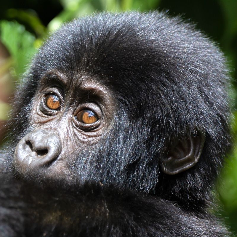 Inspiration Africa specializes in designing bespoke, tailor-made journeys that combine extraordinary perspectives with Africa’s most remarkable safari destinations. From intimate encounters with a baby gorilla to expertly guided Great Apes tracking, we create meaningful wildlife experiences across Africa’s most iconic and remote regions.
