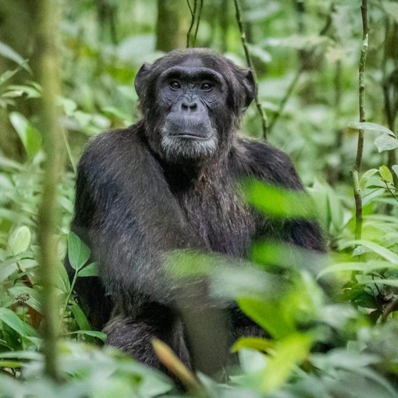 Experience an intimate wildlife moment in the emerald forests of Kibale National Park in Uganda. This photo showcases a solitary chimpanzee resting quietly among dense foliage, its deep, observant eyes revealing the intelligence and emotion that make these primates so captivating. Sunlight filters softly through the canopy, illuminating the rich textures of its dark fur and the vibrant greenery surrounding it. Kibale’s pristine rainforest is home to one of the highest concentrations of chimpanzees in Africa, offering exceptional opportunities for close encounters. Inspiration Africa designs tailor-made journeys that immerse you in Uganda’s remarkable primate world. Let us craft your personalized, conservation-focused adventure.