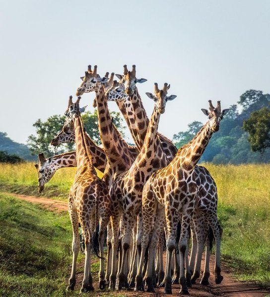 A classic safari moment in Uganda: a group of giraffes stands entwined in the middle of a dusty road, pausing as if posing for the camera. Scenes like this await in Uganda’s remote parks, where wildlife encounters often happen without another vehicle in sight. Inspiration Africa organizes tailor-made travel to Uganda, offering intimate safari experiences that bring you closer to the rhythms of nature. Whether exploring savannahs, tracking primates, or witnessing moments like this, Uganda invites travelers seeking authenticity and space. Travel with us to discover a different side of African safari, far from the crowds. Inspiration Africa specializes in bespoke, tailor-made journeys to Congo and across Africa, crafting unforgettable safari experiences in extraordinary destinations.