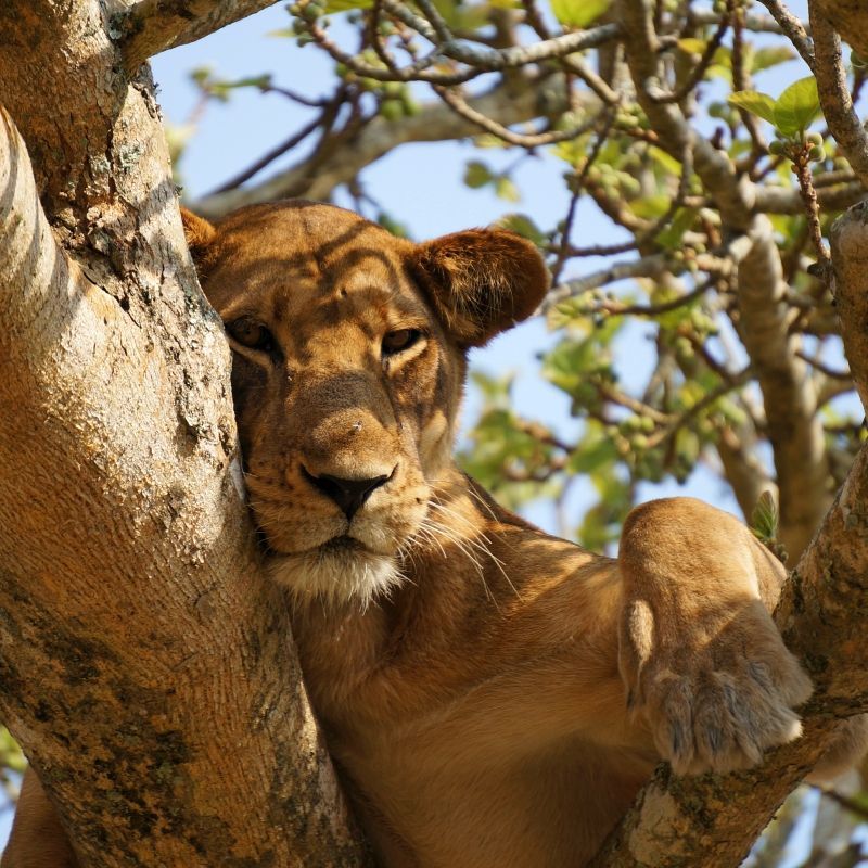 Experience the extraordinary wildlife of Uganda with this captivating image of a lion resting on a tree branch. The photo captures the lion’s relaxed yet powerful presence, highlighting its golden mane, watchful gaze, and the unique behaviour that makes Uganda’s tree-climbing lions so remarkable. Set against the lush landscapes of the savannah, the scene reflects the country’s rich biodiversity and the distinctive wildlife experiences it offers.
Inspiration Africa crafts tailor-made journeys to Uganda, offering travellers the opportunity to observe lions and other incredible wildlife in their natural habitat, explore stunning national parks, and immerse themselves in the unforgettable landscapes and extraordinary biodiversity of this iconic African destination.