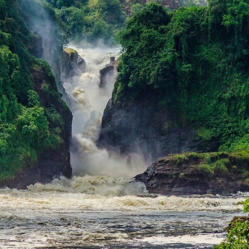 Witness the sheer power of Murchison Falls, where the Nile River explodes through a narrow gorge in an awe-inspiring display of nature. This front-on view captures the immense force of the water and the resulting cloud of mist, set against the backdrop of lush green vegetation within Murchison Falls National Park. Inspiration Africa creates tailor-made safaris and travel experiences to Uganda, allowing you to explore this spectacular natural wonder and the park's famous wildlife. Let us design your unforgettable journey to the heart of East Africa.