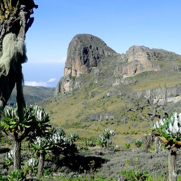 Hikers trek along scenic trails in Mount Elgon National Park, Uganda, captured in this breathtaking adventure travel photograph. Surrounded by lush montane forests, bamboo groves, and misty valleys, travelers explore one of East Africa’s most stunning and less-traveled highland destinations. Mount Elgon, an ancient volcanic massif, offers panoramic views, dramatic cliffs, and unique wildlife, including endemic bird species and vibrant flora. Ideal for adventure seekers, nature enthusiasts, and photographers, trekking here combines physical challenge with immersive experiences in pristine natural landscapes. Inspiration Africa specializes in bespoke, tailor-made journeys to Uganda and across Africa, crafting authentic, unforgettable trekking adventures and immersive nature experiences in extraordinary destinations.