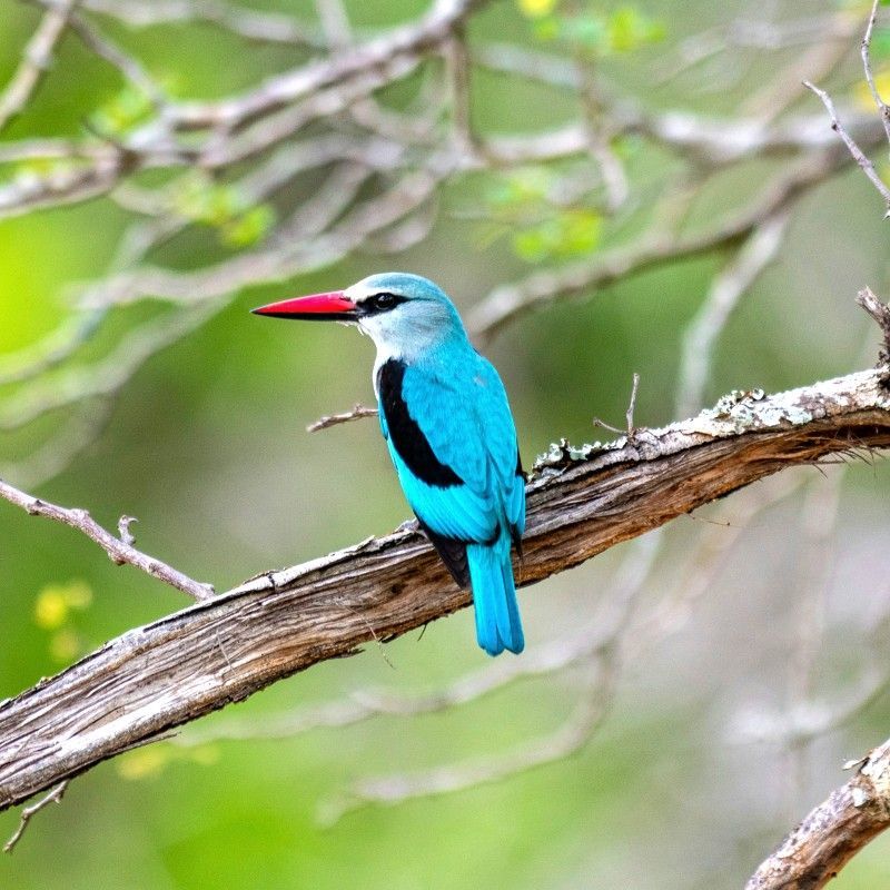 Experience the vibrant wildlife of South Africa with this captivating image of a colorful blue bird in Kruger National Park. The photo captures the bird perched gracefully, showcasing its striking blue plumage and delicate features against the backdrop of the park’s diverse bushveld. This scene highlights Kruger’s rich avian biodiversity and the remarkable beauty of its birdlife, offering a glimpse into the thriving ecosystems that make the park one of Africa’s premier wildlife destinations.
Inspiration Africa crafts tailor-made journeys to South Africa, giving travellers the opportunity to observe blue birds and other extraordinary bird species in their natural habitat, explore the stunning landscapes of Kruger National Park, and immerse themselves in the vibrant wildlife and natural wonders of this iconic African destination.