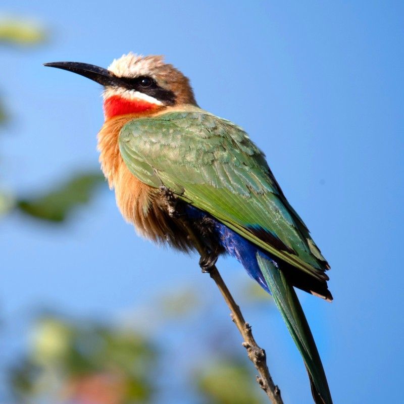 A colorful bee-eater bird is captured in close-up during a photographic safari in Kruger National Park, South Africa. Displaying vibrant red, green, blue, and white plumage, the bird stands out against the natural bushveld, highlighting the rich birdlife found in one of Africa’s most diverse wildlife destinations. Kruger National Park is renowned not only for the Big Five but also for exceptional birding and photographic opportunities throughout the year. Ideal for wildlife photographers, birding enthusiasts, and nature lovers, this image celebrates the often-overlooked beauty of Africa’s avian species. Inspiration Africa specializes in bespoke, tailor-made photographic safaris to South Africa and across Africa, crafting immersive journeys that showcase both iconic wildlife and extraordinary birdlife encounters.
