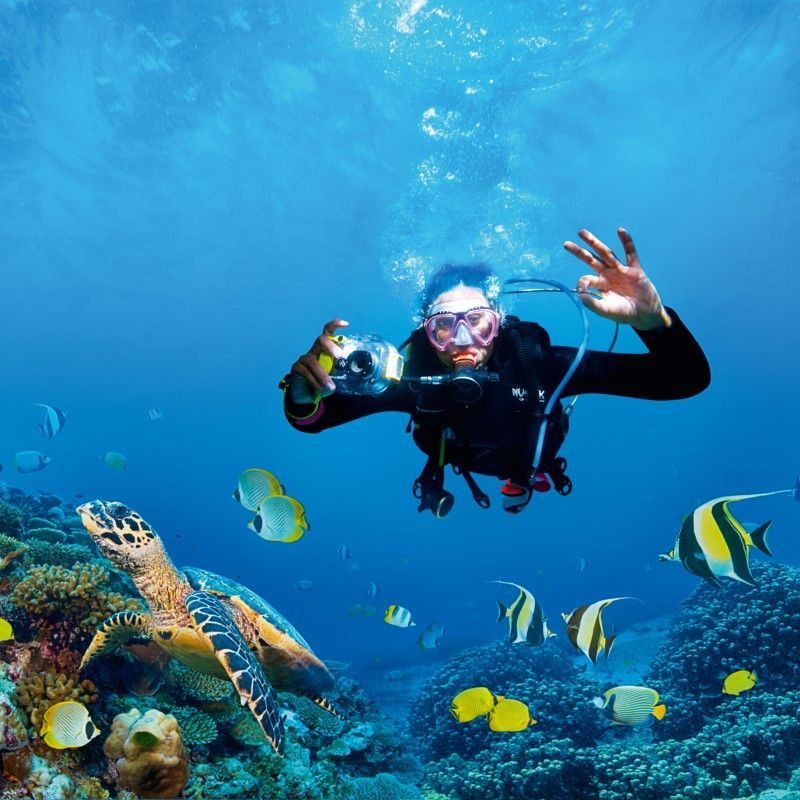 A scuba diver explores a vibrant coral reef off the coast of KwaZulu-Natal, South Africa, swimming alongside a graceful sea turtle and surrounded by schools of colorful tropical fish in this captivating underwater travel photograph. The clear waters reveal the intricate coral formations, while the diver’s presence highlights the scale and diversity of the reef ecosystem. KwaZulu-Natal is renowned for its rich marine biodiversity, calm diving conditions, and opportunities to encounter turtles, reef fish, and pristine coral habitats. Ideal for divers, marine wildlife enthusiasts, and underwater photographers, this scene captures the beauty, serenity, and adventure of South Africa’s underwater world. Inspiration Africa specializes in bespoke, tailor-made journeys to South Africa and across Africa, crafting immersive diving experiences and unforgettable underwater wildlife encounters in extraordinary coastal destinations.