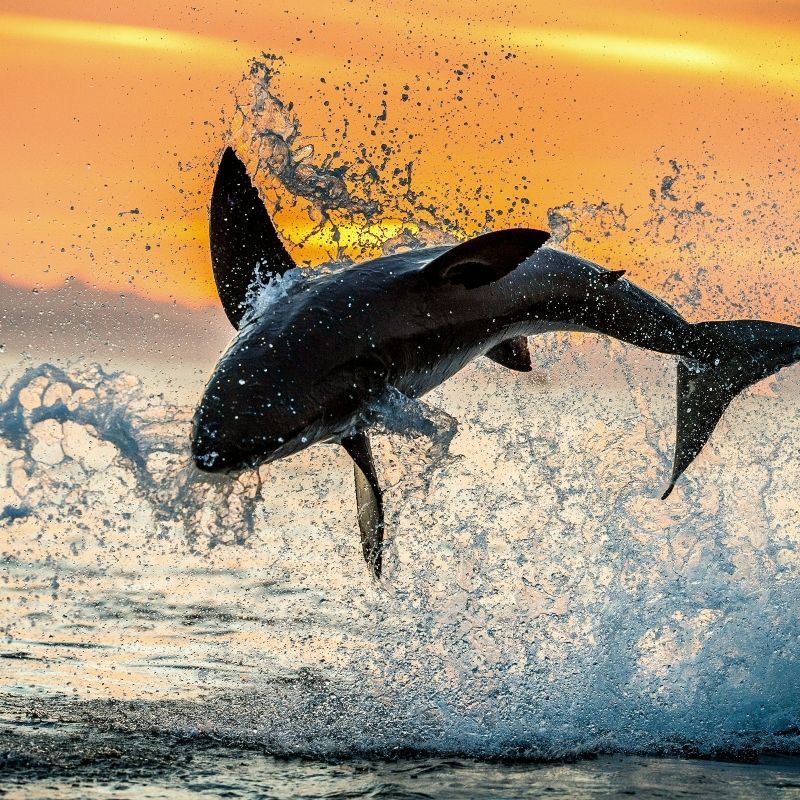 A majestic whale breaches dramatically out of the ocean at sunset in Hermanus, South Africa, captured in this breathtaking wildlife travel photograph. Silhouetted against a glowing sky of warm oranges and golds, the powerful leap highlights Hermanus’s reputation as one of the world’s premier whale-watching destinations. Seasonal migrations bring southern right and humpback whales close to shore, creating unforgettable viewing and photographic opportunities along the rugged coastline. Ideal for marine wildlife enthusiasts, photographers, and nature lovers, this scene captures the energy, beauty, and magic of Africa’s coastal wildlife encounters. Inspiration Africa specializes in bespoke, tailor-made journeys to South Africa and across Africa, crafting authentic travel experiences that showcase extraordinary marine wildlife and iconic coastal destinations.