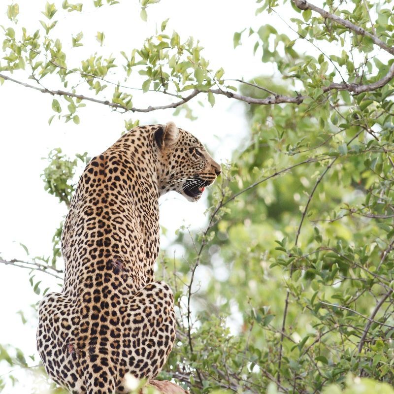 Leopard perched in a tree in Kruger National Park, highlighting the exceptional wildlife photography opportunities in South Africa—an unforgettable safari experience curated by Inspiration Africa.