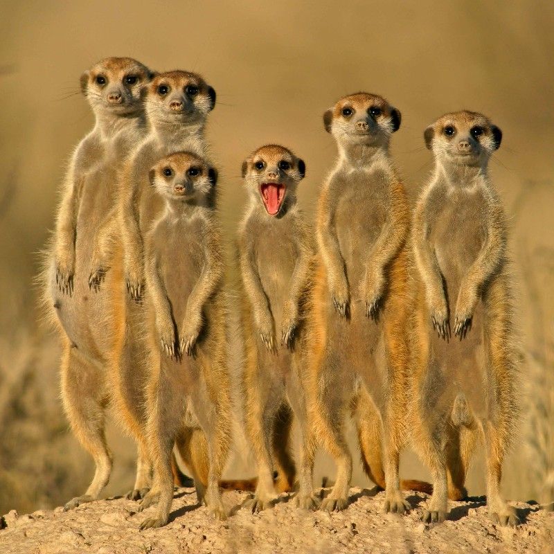 Kgalagadi Transfrontier Park, spanning South Africa and Botswana, offers vast red dunes, diverse wildlife, and iconic meerkats standing upright, curiously gazing at the camera against the dramatic Kalahari landscape. Inspiration Africa organizes custom travel to South Africa, including guided 4x4 expeditions tailored to your interests, ensuring an unforgettable journey through this spectacular high-altitude terrain.