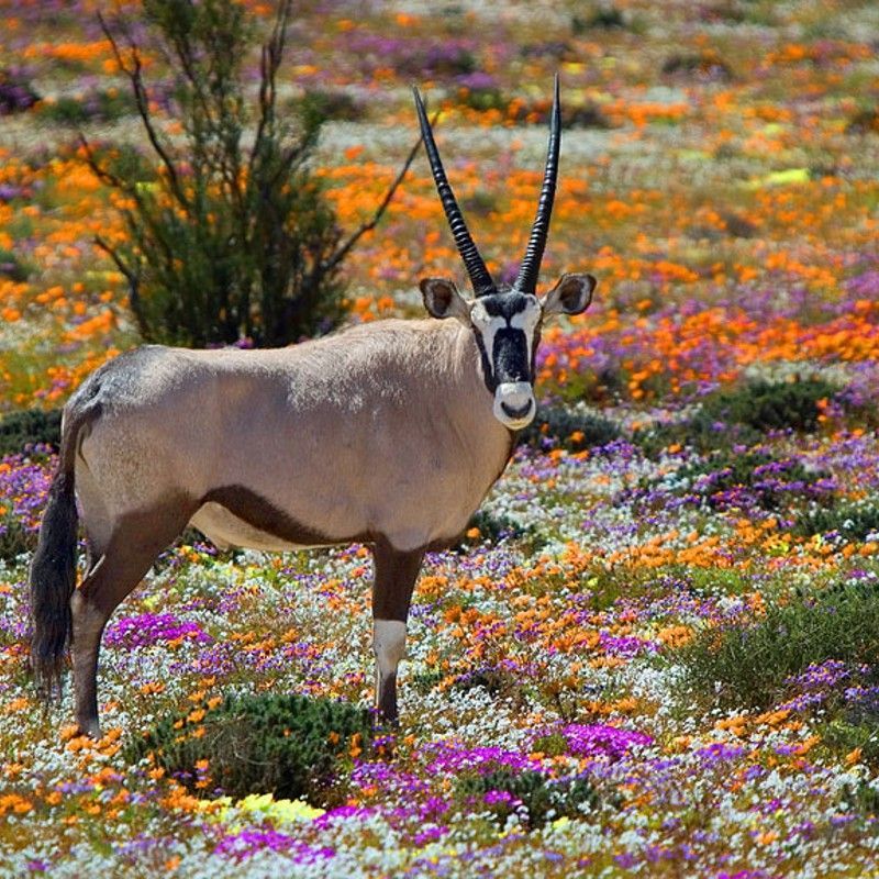 A majestic gemsbok stands among a vibrant carpet of colorful wildflowers in Namaqualand National Park, South Africa, where seasonal blooms transform the arid landscape into one of the world’s most spectacular natural displays. Surrounded by brilliant shades of orange, purple, yellow, and white, the elegant antelope creates a striking contrast against the dazzling floral scenery and vast open horizons. This unique meeting of wildlife and wildflowers captures the extraordinary beauty and diversity of South Africa’s natural heritage. Inspiration Africa specializes in bespoke, tailor-made journeys across South Africa and the African continent, creating immersive travel experiences that connect travelers with remarkable landscapes, exceptional wildlife, and authentic cultural encounters. From seasonal flower safaris to unforgettable wildlife adventures, every itinerary is carefully curated to showcase the beauty, diversity, and spirit of Africa.

