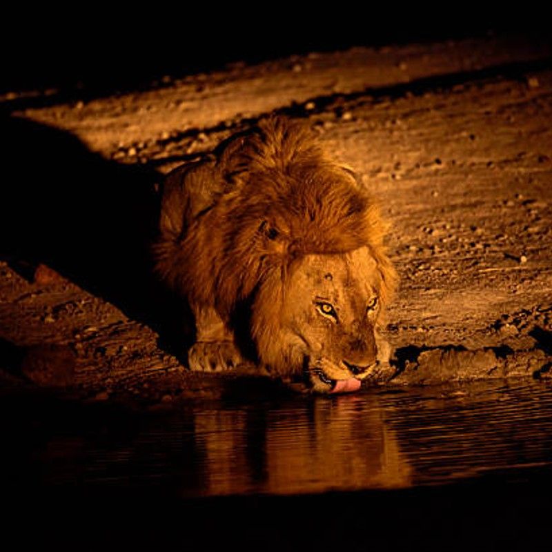 Lion drinking from a waterhole during a night game drive in South Africa, illuminated by spotlight in a dramatic safari moment—an unforgettable wildlife experience curated by Inspiration Africa.