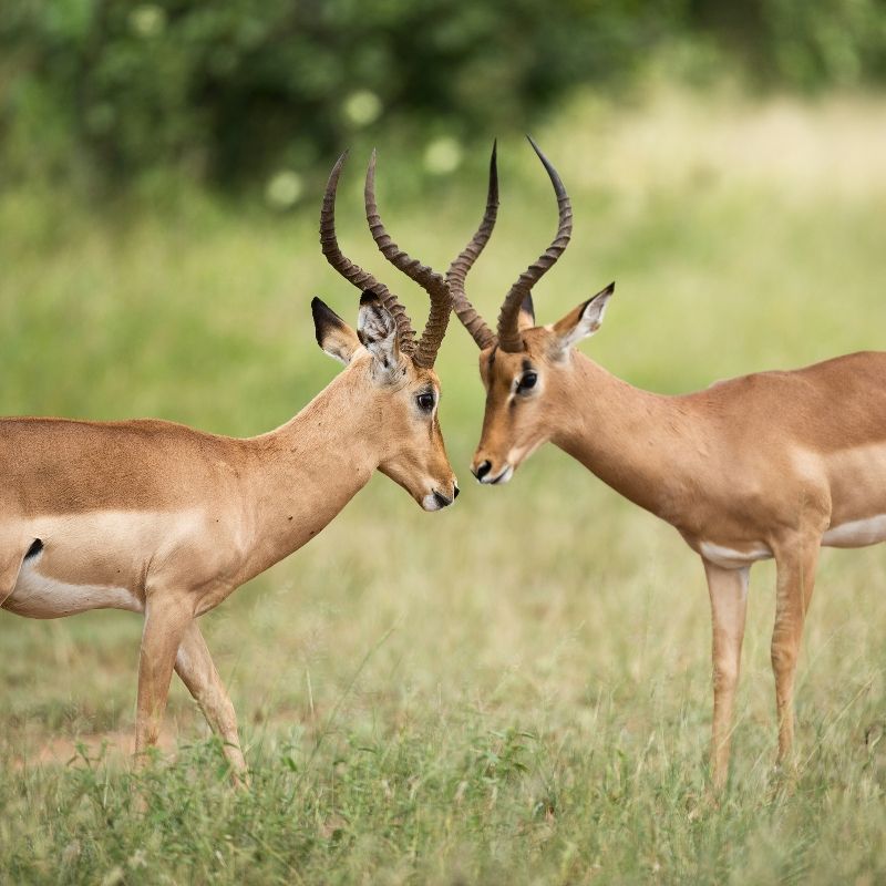 Gaze upon the intense moment of two impalas locking horns in a dramatic display of strength in South Africa. This striking photograph captures the power, agility, and determination of these antelopes as they compete, set against the backdrop of open savannah and bushland. Such encounters highlight the dynamic behaviors and natural rhythms of African wildlife in their habitats. Observing impalas in action offers an exhilarating and memorable safari experience. Inspiration Africa specializes in designing bespoke, tailor-made journeys that deliver extraordinary wildlife encounters across Africa’s most remarkable destinations.
