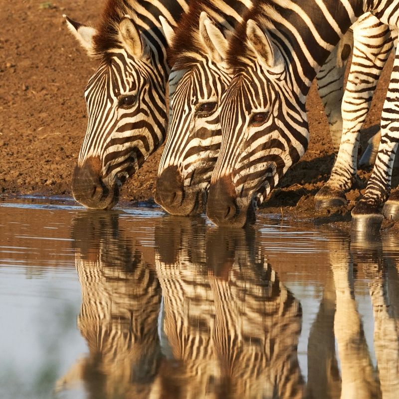 Three zebras drinking from a waterhole in South Africa—striped reflections, soft snorts, sunset hush. Inspiration Africa organizes tailor-made South Africa safaris across Kruger, Madikwe, and Kgalagadi, pairing expert guides with characterful camps and smart routing. We handle flights, transfers, private guides, game drives, walks, and photographic hides. Your South Africa safari starts here.