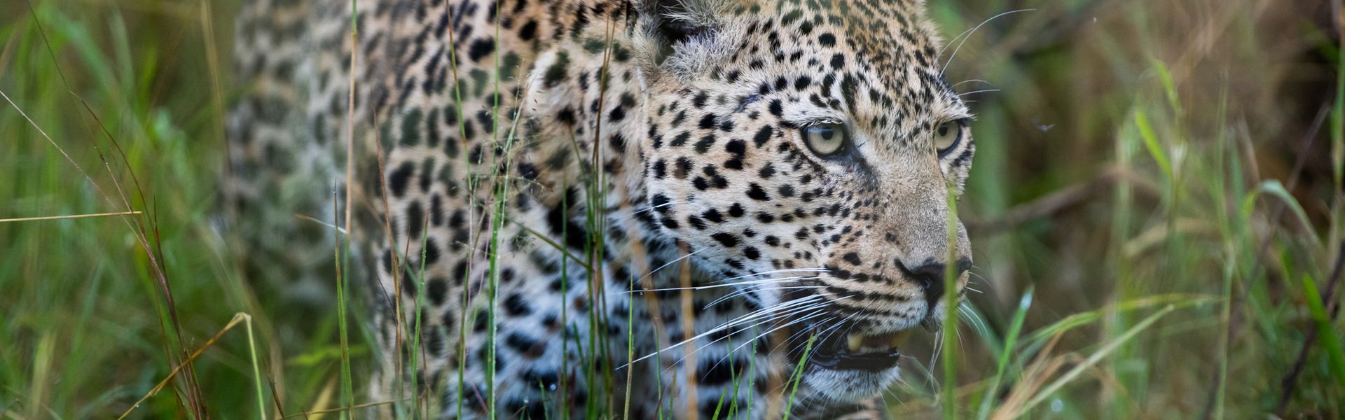 A close-up of a leopard in South Africa captures the intensity and beauty of one of Africa’s most elusive predators. Found in private reserves and national parks across the country, leopards are often spotted during expertly guided safaris. Inspiration Africa designs custom travel to South Africa, including exclusive wildlife experiences in top safari destinations like Kruger National Park, Sabi Sands, and the Eastern Cape. Whether you seek luxury lodges, family adventures, or photographic safaris, our team crafts personalized itineraries that bring you face to face with Africa’s remarkable wildlife. Let Inspiration Africa plan your unforgettable South African safari experience.
