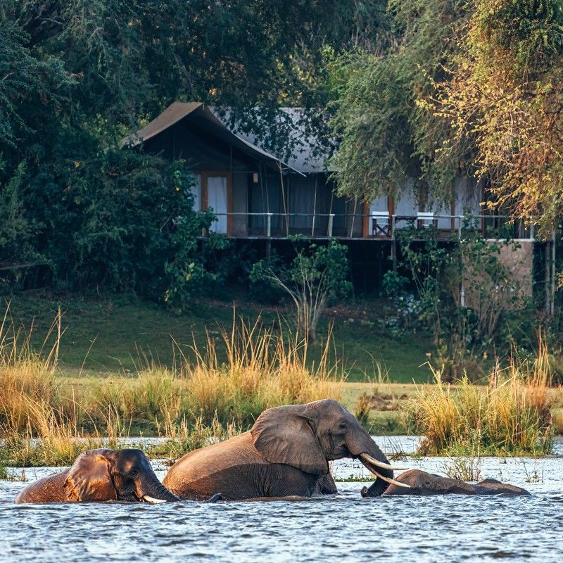 The exterior of Anabezi Camp in Zambia is captured in this stunning travel photograph, showcasing the camp set along a riverbank with two elephants bathing in the water just in front of the tents. Raised tented structures with shaded decks blend seamlessly into the surrounding bush, offering guests an immersive safari experience. The river reflects the warm light, while the elephants’ playful presence adds life, scale, and a sense of wonder to the scene. The photograph conveys connection to nature, authenticity, and the magic of wildlife encounters, highlighting Anabezi Camp as a premier Zambian safari destination where guests can witness extraordinary moments just steps from their accommodation. Inspiration Africa specializes in bespoke, tailor-made journeys to Zambia and across Africa, crafting unforgettable travel experiences in extraordinary wilderness destinations.