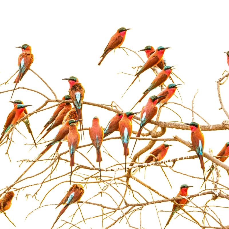 Experience the vibrant wildlife of Zambia with this captivating image of a flock of pink bee-eaters in South Luangwa National Park. The photo captures the birds perched together, showcasing their striking pink plumage, delicate features, and social behaviour against the park’s lush landscapes. This scene highlights the extraordinary avian diversity of South Luangwa and the unique charm of Zambia’s birdlife in its natural habitat.
Inspiration Africa crafts tailor-made journeys to Zambia, offering travellers the opportunity to observe pink bee-eaters and other remarkable bird species, explore the stunning landscapes of South Luangwa National Park, and immerse themselves in the rich biodiversity and natural beauty of this iconic African destination.