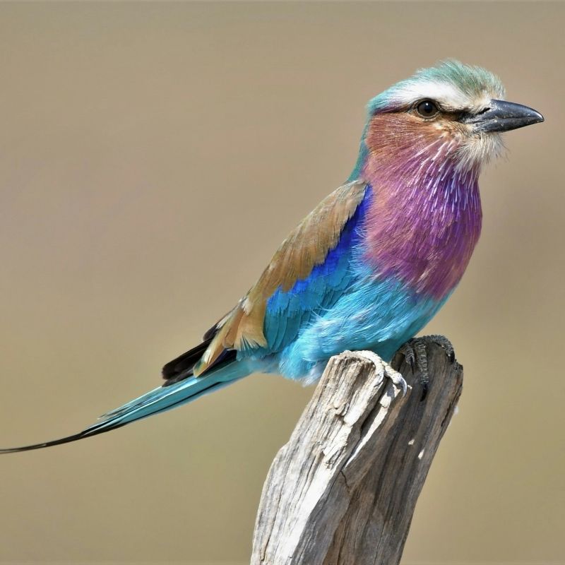 Gaze upon the striking beauty of a lilac-breasted roller in Zambia’s South Luangwa National Park, captured in this vibrant wildlife photograph. Brilliant shades of turquoise, lilac, blue, and green highlight the bird’s dazzling plumage, standing out against the park’s lush riverine forests and open woodlands. South Luangwa is renowned for its rich biodiversity and exceptional birdlife, offering unforgettable sightings for nature lovers and photographers alike. Encountering this iconic African bird in the wild is a joyful and memorable safari experience. Inspiration Africa specializes in crafting bespoke, tailor-made journeys that deliver extraordinary wildlife encounters across Africa’s most remarkable destinations.