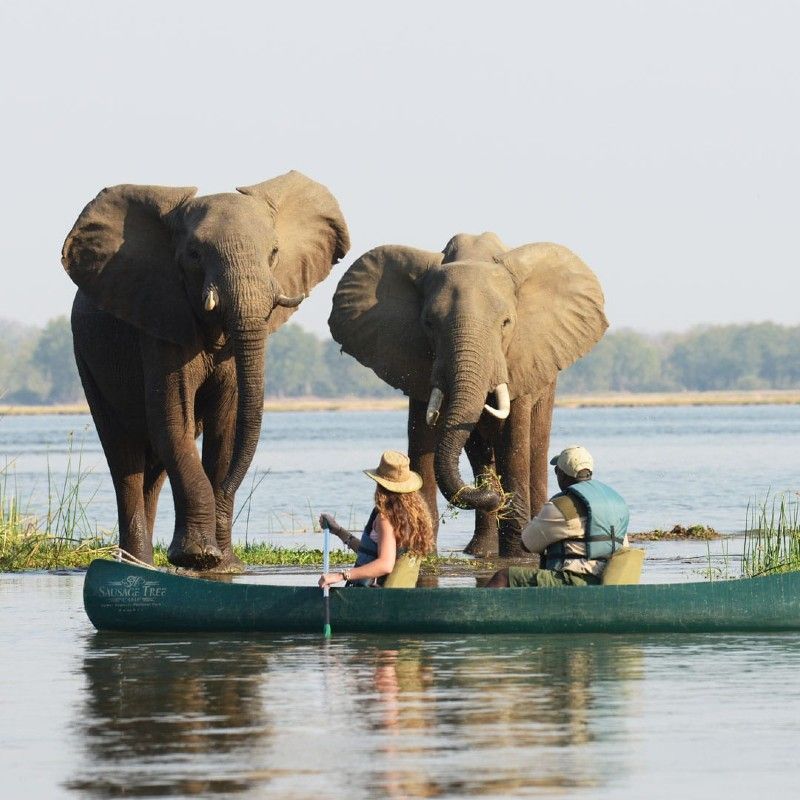Canoeing on the lower Zambezi river where elephants come during the day to bathe.