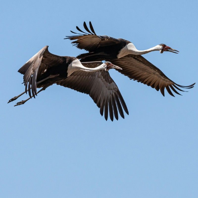 Experience a captivating wildlife scene in Zambia’s Kafue National Park with this stunning photo of a pair of wattled cranes. These elegant birds, distinguished by their striking plumage and distinctive wattles, stand gracefully amidst the park’s lush wetlands, highlighting the rich biodiversity of this iconic African ecosystem. The soft light reflects off the water, enhancing the serenity and beauty of the scene. Inspiration Africa specializes in tailor-made journeys that bring you closer to extraordinary wildlife encounters and breathtaking landscapes. Let us design your personalized, conservation-focused adventure to explore the remarkable birds and natural wonders of Kafue National Park.