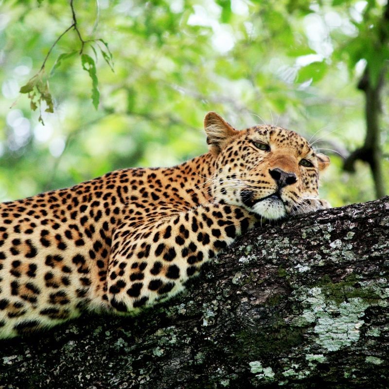Gaze upon the stealth and elegance of a leopard lounging on a tree branch in Zambia’s South Luangwa National Park. This striking photograph captures the big cat’s relaxed yet alert posture, set against the park’s open savannah and riverine woodland landscapes. Observing a leopard in its natural habitat is a rare and unforgettable wildlife encounter, showcasing the beauty and elusive nature of one of Africa’s most iconic predators. South Luangwa is renowned for its rich biodiversity and exceptional safari experiences. Inspiration Africa specializes in designing bespoke, tailor-made journeys that deliver extraordinary wildlife encounters across Africa’s most remarkable destinations.
