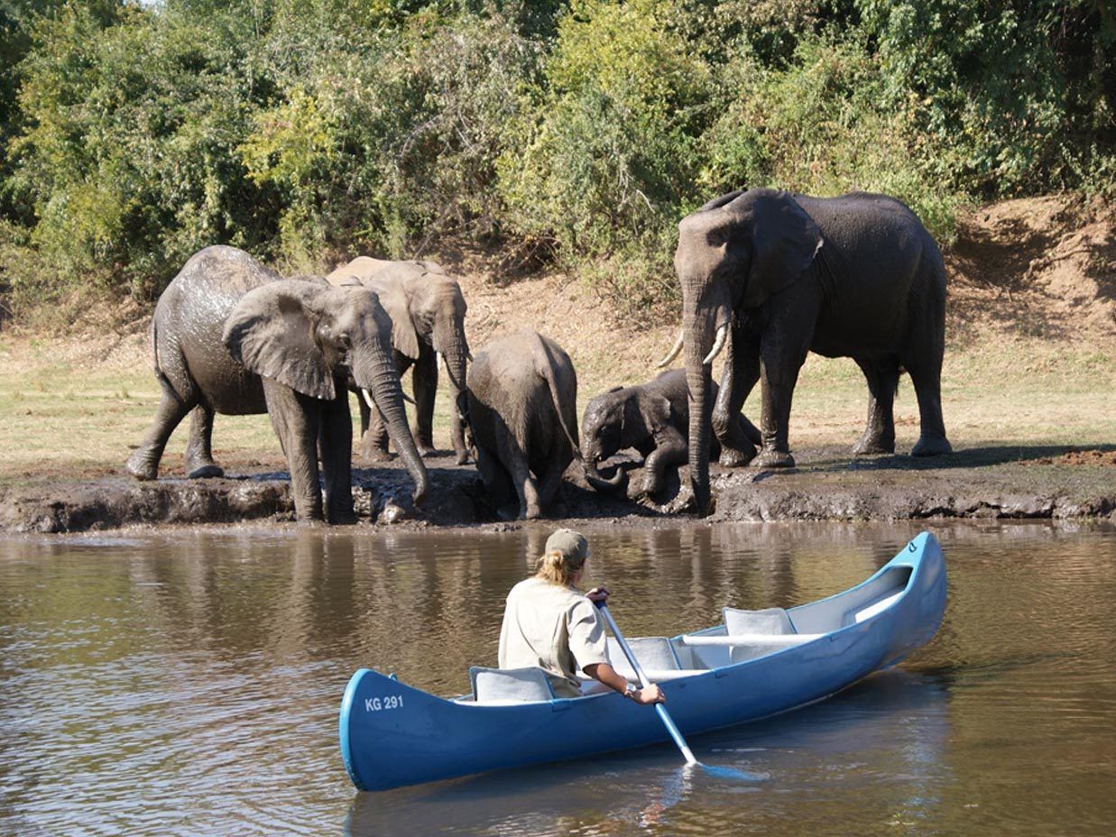 A majestic elephant wades near a canoe as travelers enjoy a safari on the calm waters of Kafue National Park, Zambia, captured in this striking wildlife adventure photograph. Canoeing along the park’s rivers and lagoons provides an intimate, water-level perspective of Zambia’s diverse wildlife, including elephants, hippos, crocodiles, and abundant birdlife. Kafue National Park, one of Africa’s largest and most remote wilderness areas, offers serene landscapes and authentic safari experiences away from the crowds. This canoeing safari combines adventure, nature immersion, and unforgettable wildlife encounters, perfect for travelers seeking unique African experiences. Inspiration Africa creates bespoke, tailor-made safaris across Zambia and Africa, curating authentic journeys that connect visitors with extraordinary wildlife and pristine landscapes.