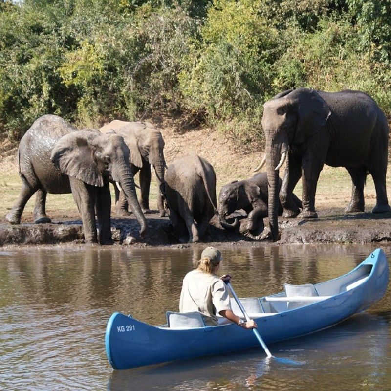A small group of guests on a canoeing safari in Kafue National Park, Zambia, is captured in this immersive travel photograph, observing a herd of elephants along the riverbank. The visitors sit quietly in their canoe as the majestic elephants drink, graze, and move through the lush waterside vegetation, highlighting the unique perspective and intimacy of a water-based safari. Reflections on the calm river, surrounding trees, and open landscape emphasize the beauty and serenity of the wilderness. This scene conveys the thrill of close wildlife encounters in a safe and responsible setting, offering guests a memorable and authentic safari experience in one of Zambia’s most wildlife-rich national parks. Inspiration Africa specializes in bespoke, tailor-made journeys to Zambia and across Africa, crafting unforgettable safari experiences in extraordinary wilderness destinations.
