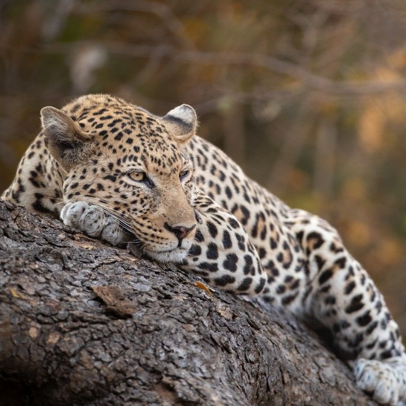 Experience the thrilling wildlife of Zambia with this captivating image of a leopard resting on a tree branch in South Luangwa National Park. The photo captures the leopard’s sleek body, spotted coat, and relaxed yet alert posture against the park’s lush wilderness. This scene highlights the park’s incredible biodiversity and the elusive, majestic presence of one of Africa’s most iconic predators in its natural habitat.
Inspiration Africa crafts tailor-made journeys to Zambia, offering travellers the opportunity to observe leopards and other remarkable wildlife, explore the stunning landscapes of South Luangwa National Park, and immerse themselves in the extraordinary natural beauty and unforgettable wildlife experiences of this iconic African destination.