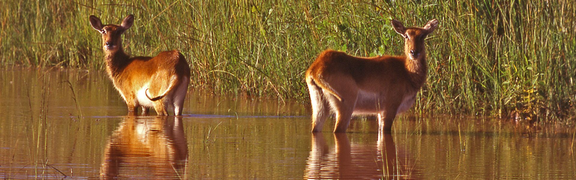 Two red lechwe antelope move gracefully through the shallow floodplains of Kafue National Park in Zambia, their slender bodies adapted perfectly to life in wetland environments. Surrounded by shimmering water channels, lush grasses, and open skies, this peaceful scene captures the unique beauty and ecological richness of one of Africa’s largest and most diverse national parks. The lechwe’s elegant movement through the water reflects the harmony between wildlife and habitat that defines the Kafue ecosystem, offering travelers an authentic and immersive safari experience in a truly wild and untouched setting. Inspiration Africa specializes in bespoke, tailor-made journeys across Zambia and the African continent, creating immersive travel experiences that connect travelers with extraordinary wildlife, breathtaking landscapes, and exclusive safari adventures. Every itinerary is carefully curated to reveal the diversity, beauty, and spirit of Africa.

