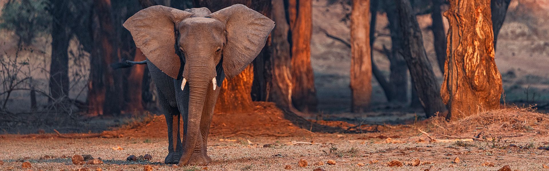 Experience the enchanting beauty of observing elephants in Lower Zambezi National Park, Zambia. As the golden sunlight filters through the acacia and mahogany forests, these majestic giants roam freely, creating a mesmerizing spectacle.
Witness herds gracefully moving along the Zambezi River, their silhouettes illuminated by the dappled light. The tranquility of the forest, combined with the gentle rustling of leaves and the distant call of wildlife, creates an unforgettable, magical atmosphere. Whether you're on a guided walking safari or a leisurely canoe trip, the awe-inspiring presence of these magnificent creatures against the backdrop of the sunlit forest is a sight to behold. In Lower Zambezi, every moment spent with the elephants is a reminder of the raw, untamed beauty of nature. Come, immerse yourself in this serene haven, and let the magic of the elephants in the Lower Zambezi captivate your soul.