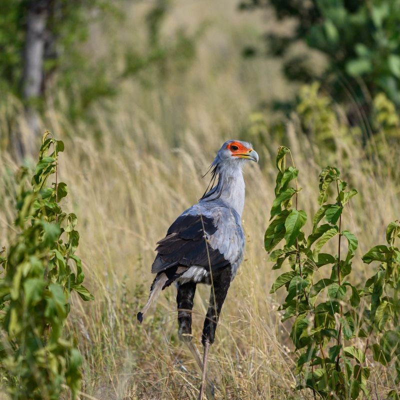 Experience the unique wildlife of Zimbabwe with this striking image of a secretary bird in Hwange National Park. The photo captures the bird standing tall on the savannah, showcasing its long legs, striking plumage, and distinctive crest against the park’s open landscapes. This scene highlights Hwange’s remarkable avian diversity and the iconic presence of one of Africa’s most extraordinary birds of prey in its natural habitat.
Inspiration Africa crafts tailor-made journeys to Zimbabwe, offering travellers the opportunity to observe secretary birds and other remarkable wildlife, explore the vast landscapes of Hwange National Park, and immerse themselves in the unforgettable biodiversity and natural beauty of this iconic African destination.