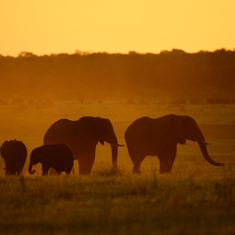 Elephants at sunset in Hwange National Park, Zimbabwe, are captured in this evocative travel photograph, showcasing one of Africa’s most iconic wildlife scenes. A small herd moves slowly across the open plains, their silhouettes framed against a glowing sky painted in warm shades of gold, orange, and soft purple. Dust rises gently around their feet, catching the fading light and adding depth and atmosphere to the scene. Sparse woodland and distant waterholes reflect the park’s vast, untamed landscape, emphasizing the sense of space and wilderness. The image conveys tranquility, timeless beauty, and the powerful presence of Africa’s largest land mammals at day’s end. This moment reflects the magic of safari experiences in Hwange, where wildlife encounters unfold naturally in breathtaking settings. Inspiration Africa specializes in bespoke, tailor-made journeys to Zimbabwe and across Africa, crafting unforgettable safari experiences in extraordinary wilderness destinations.